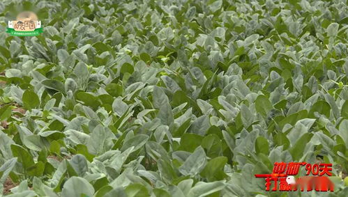 助农团团丨摘蔬菜 种芦笋 贵安新区松林村这样发展农特产品