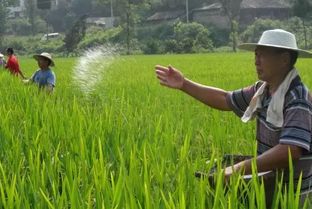 今年稻谷最低收购价每公斤下跌2 4毛 稻农怎么种植才会赚钱