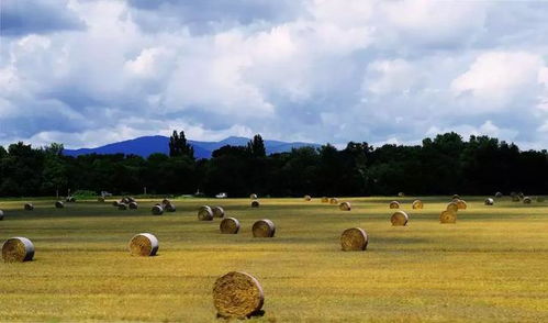 意大利的农业多元发展及利好政策
