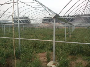 郑州葡萄联栋大棚草莓种植温室大棚搭建安装