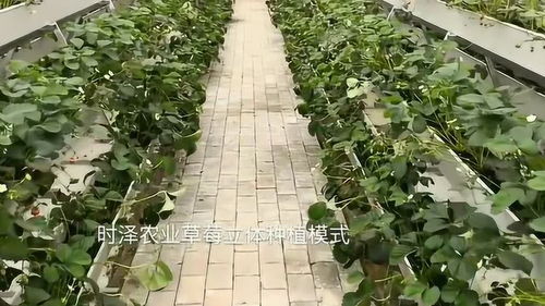 无土栽培设施农业 草莓A字架三层立体种植,真是现代农业的代表